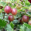 세보식품 이미지