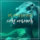 거북마루로 | 사천 아라마루 동물원 아쿠아리움 할인 예매 케이블카 주차장 꿀팁까지!