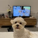 노는 개 제일좋아 네이버블로그
