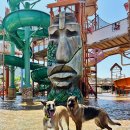 그루댕댕 이미지