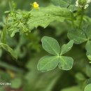 나팔고둥 좌표 / 김시림 이미지