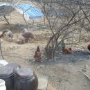 춘자농장 이미지