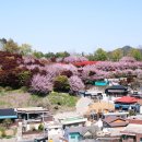 전주 98배 즐기기- 완산공원 꽃동산 겹벚꽃 이미지