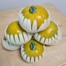 수농원 | 수농원 태추단감 10월제철과일 배처럼 아삭한 배단감