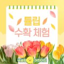 지움 어린이집 | 튤립 수확 플라워팜팜 아이 어린이집 체험학습 후기 엄마는 감동