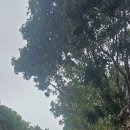 버드벨리 이미지