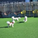 진남유치원 | 여수 애견호텔 낭만독 애견유치원&amp;애견호텔&amp;애견놀이방 가격 위치 리뷰