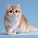 브리티쉬숏헤어 캐터리 이미지