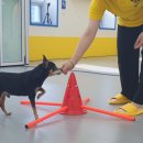 옐레드 애견유치원&애견호텔 대구신월성점 이미지