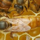 8월 명성양봉의 꿀벌관리 이미지