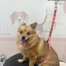 마이뷰티독 이마트 월계점 이미지