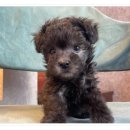 (주)서울덴탈 | 토이푸들분양 후기 분양가와 성격 관리 팁