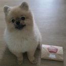 애플우드 | 멜슨 도그 우드스틱 애플츄 커피츄 xxs 후기