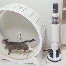 고양이 5마리 집사의 살림살이 추천템 (feat.오늘의집,쿠팡)