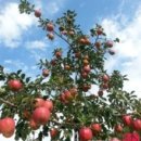 아벨농원 이미지