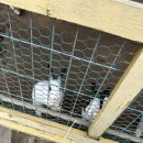 경춘목장 이미지