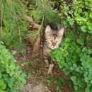 실버캐슬 캐터리 이미지