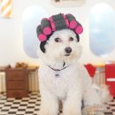 현풍서로 이미지