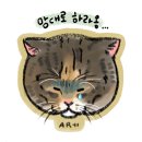 그루밍차차 | 카라보호소 아름품센터 정기봉사활동-41,42 뉴페멍 가온이와 라티