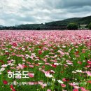 노곡동 쌈지공원(노곡교 옆) | 대구여행 :: 필수코스 가을꽃 코스모스 백일홍 명소 <하중도> 주차장 위치 실시간 개화현황 산책코스