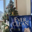 아지발바닥 | 에버크린 신제품 엑스트라 프레쉬 무향｜먼지 적고 탈취력 강한 벤토나이트 모래 후기