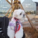 코코스퀘어 애견미용 이미지