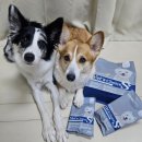 DS동물병원 | (강아지 모질사료 추천)가수분해 연어 닥터독베츠초이스사료 급여후기