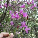 오지할머니 이미지