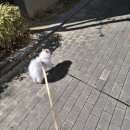 나아라 동물병원 | [ 광주 수완 ] 강아지와 고양이 반려동물 용품 24시간ㄴ 무인매장 _ 씨유펫 ( feat. 귀여운 보리 )