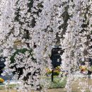 ‘당신들의 천국’의 그 수양벚나무는 꽃 피었을까? 이미지