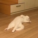 순천찹쌀떡 - 순천시 장선배기길 158 | 순천찹쌀떡