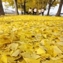 은행나무어린이집 | 아산 은행나무길 산책 곡교천 평일, 주말 방문후기