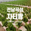 전남환경 | 🥬지티팜 유럽상추 친환경 무농약상추 전남 농어촌 맛보기행사 체험후기