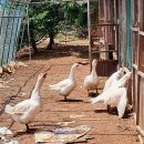 남일철망 이미지