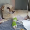 달봉이네 이미지