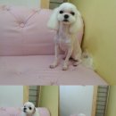 복슬 강아지미용실 이미지