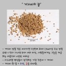 겨자씨의꿈