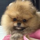 골든힐폼 | 분양 간 별이 소식이 왔어요~^^ | 포메라니안 전문견사 골든힐폼.