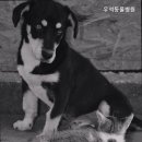 우석동물병원