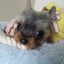 보비동물병원 | 보비 백내장 수술