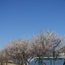 용당수변공원 화장실 | 부산 근교 김해 떠오르는 매화 명소 용당나루매화공원 개화상황
