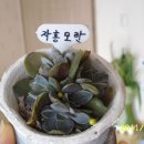 아미스타