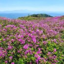 합천한방오리 이미지