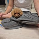 달콩이 | 🧸 크림푸들분양 대전으로 간 달콩이의 새로운 일상 분양후기