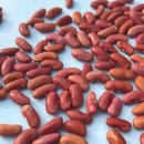 흙의 살들(시비) | 강낭콩 파종시기 | 모종 심는 시기 | 수확시기