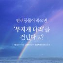 무지개다리 이미지