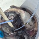 씨엔텔 민박 이미지