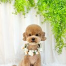 김채안퍼피살롱 이미지