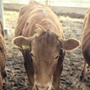 장수한우지방공사(유전자뱅크) 이미지