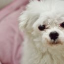 멍멍샤워 이미지